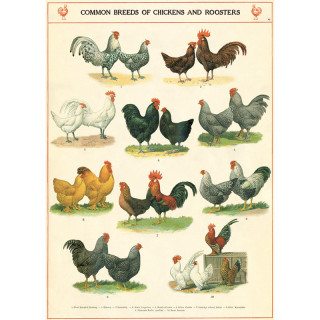 AFFICHE CAVALLINI POULE ET COQS